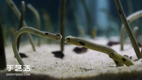 創意DIY:如何用強力膠自制花園鰻的方法 - www.888bfw.com